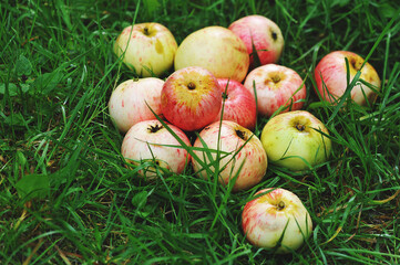 apples that fell from an Apple tree on the green grass