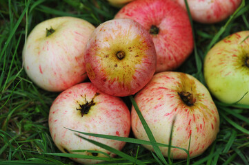 apples that fell from an Apple tree on the green grass