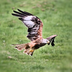 A Red Kite in flight