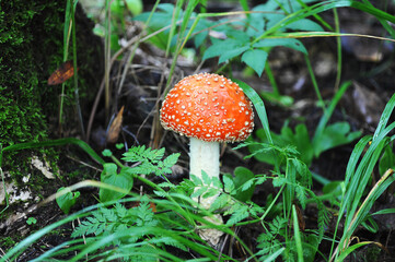 fly agaric in the forest-mushroom with a red hat