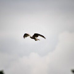 A Red Kite in flight