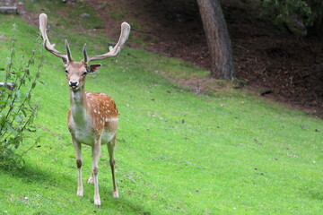 Naklejka na ściany i meble Male horned brown deer on mountain meadows