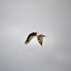 A Red Kite in flight