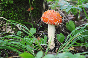 fly agaric in the forest-mushroom with a red hat