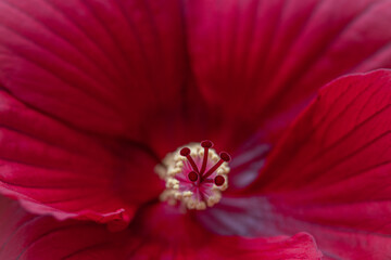 Hibiskusblüte  © Andre