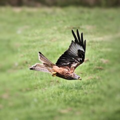 A Red Kite in flight