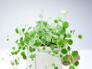 Obraz premium ペペロミア・ジェミニ09