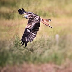 A Red Kite in flight