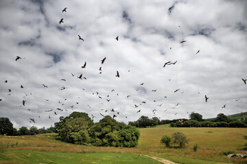 A Red Kite in flight