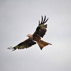 A Red Kite in flight
