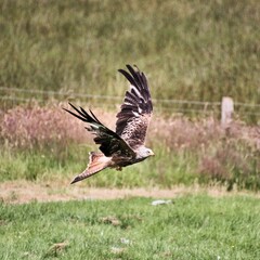 A Red Kite in flight