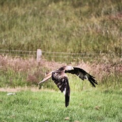 A Red Kite in flight
