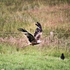 A Red Kite in flight