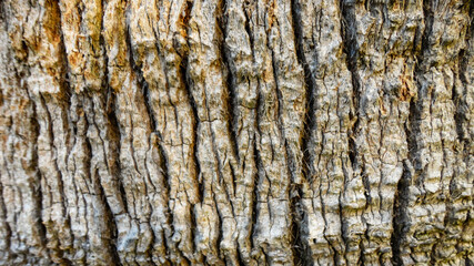 Upper trunk detail of palm tree background texture pattern. Close-up photo of old palm tree bark. 