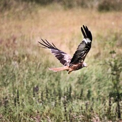 A Red Kite in flight