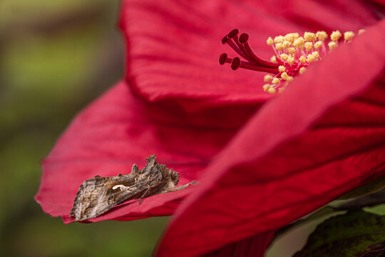 Gammaeule auf Hibiskusbl&uuml;te
