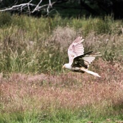 A Red Kite in flight
