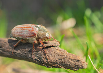 cockchafer in the wild creeps on a branch