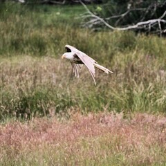 A Red Kite in flight