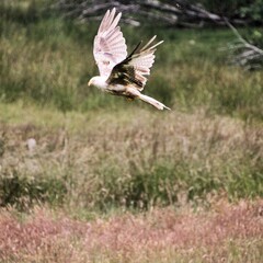 A Red Kite in flight