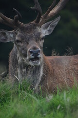Portrait of  an male fallow deer with large antlers, in Tatton Park, Cheshire, UK