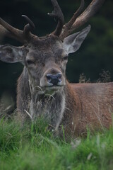Portrait of  an male fallow deer with large antlers, in Tatton Park, Cheshire, UK