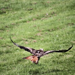 A Red Kite in flight