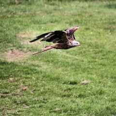A Red Kite in flight