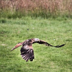 A Red Kite in flight