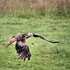 A Red Kite in flight