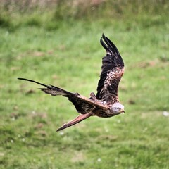 A Red Kite in flight