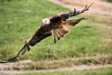 A Red Kite in flight