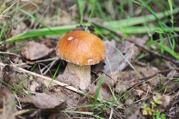 boletus - white mushroom in the forest