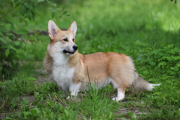 Welsh Corgi Pembroke walks on the green grass