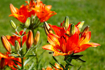 Beautiful red flowers on a background of green grass. Selective focus.