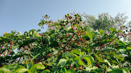 Unripe and immature wine grapes with leaves. Growing grape plantation in natural background. 