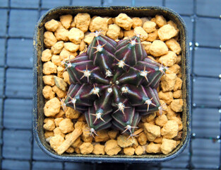 Cactus in mini pot with green and brown.