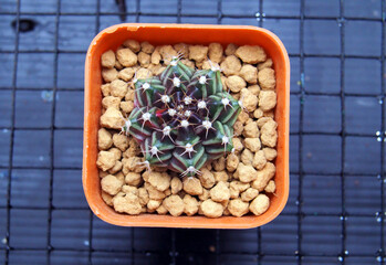 Cactus in mini pot with green and brown.