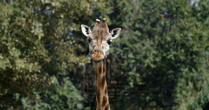 A giraffe at the zoo goes to meet. 4K. Giraffe in motion.