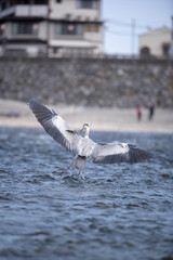 水辺の鳥が羽ばたく