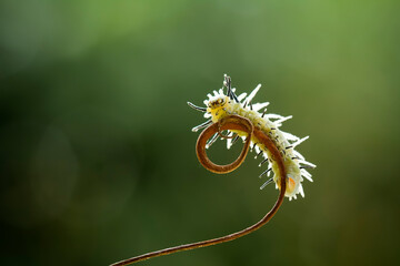 caterpillar on a branch