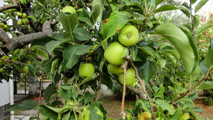 Fresh organic green apples hanging from the tree branch in an apple orchard