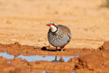 Red-legged partridge bird standing near a pond on a desert