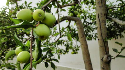 Fresh organic green apples hanging from the tree branch in an apple orchard