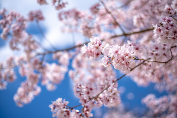 桜と青空