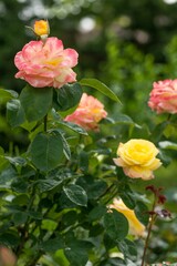 Pink and Yellow Roses with Water Drops