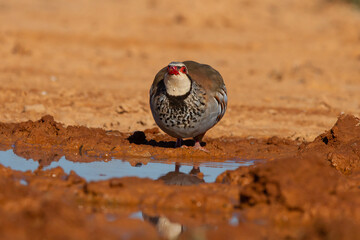 Red-legged partridge bird standing near a pond on a desert