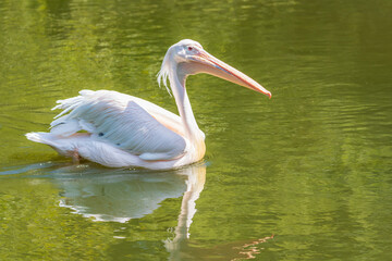 Great white pelican - Pelecanus onocrotalus - Grand pélican blanc 