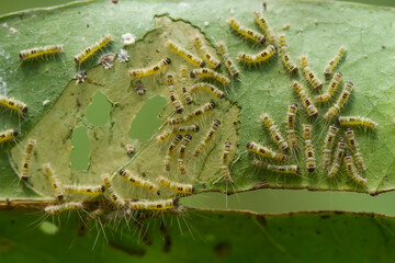 caterpillars on leaf