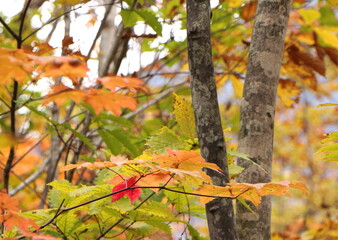 秋の紅葉の風景